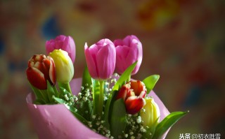 描写郁金香的句子或段落（赞美郁金香的一句话）