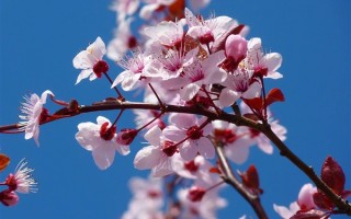 今日清明节 云祭扫火了：可刷飞机游艇 价格不菲