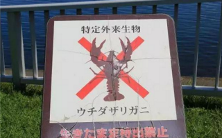 日本立法禁售小龙虾 网友吐槽不懂美味：揭秘禁售背后真相