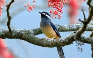 樱花唯美句子简短悲伤（关于樱花的浪漫诗词）