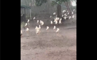 淡定鸭鸭暴雨中集体站立淋雨引热议：网友直呼雨太大要看清再走