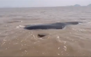 宁波象山海域一头鲸鱼搁浅：目测超10米