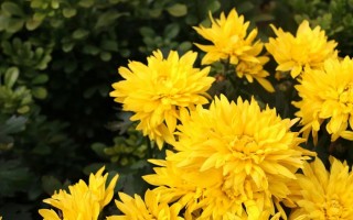 描写菊花的优美句子（菊花的样子和特点描写）