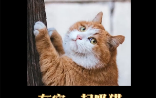 古人养猫得准备聘礼：一串小鱼干