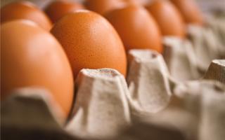 日本遭遇史上最严重禽流感 1100万只鸡被扑杀 鸡蛋1元1个创30年新高