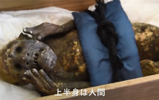日本著名美人鱼木乃伊确认造假！只是猴子和鱼的混合体