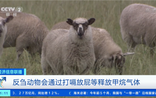 新西兰计划征收牛羊打嗝费：因含有大量甲烷气体 会导致全球变暖