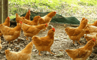 科学家培育出“无毛鸡”：产蛋能力提升20%、长肉速度飞快