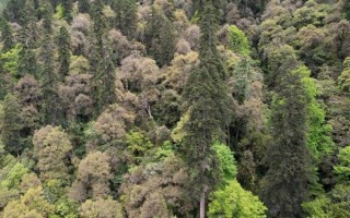 意义重大！青藏科考发现迄今中国最高树木：83.2米高刷新纪录