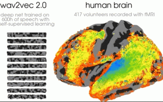 AI 越进化与人类大脑越像，Meta 找到了机器的“前额叶皮层”，引发学者和神经科学家围观