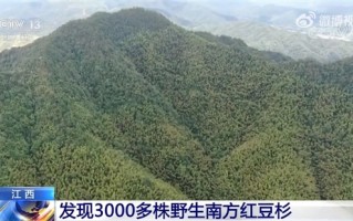 世界珍稀濒危植物！江西发现3000多株野生南方红豆杉：树龄最大已有1200年