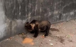 游客投喂动物园的熊致其呕吐 动物园：希望游客提高素质
