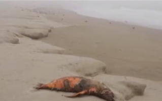 秘鲁海滩发现500多只海狮死亡 全部死于禽流感病毒