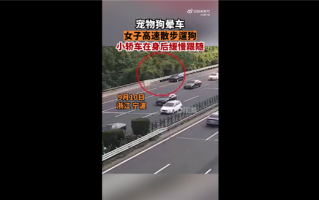 宠物狗晕车 女子高速上下车遛狗行为让众网友看怒：终被批评教育处罚