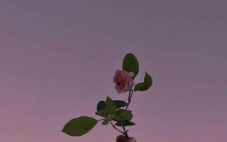 描写花的优美句子段落（赞美花的唯美句子）