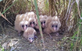 百香果园里发现6只猴面鹰宝宝：长着“猴脸”的猛禽 异常残暴