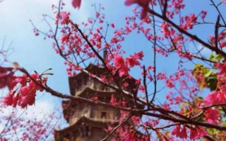 描写樱花的句子拟人比喻（樱花的外形特点描写）