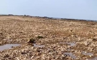 海蛎子加入“赶海套餐” 铺满海滩 有人拿桶来装！市民狂捞的海肠、虾从哪来？