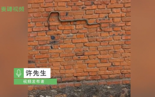 男子偶遇蛇沿墙壁砖缝爬行 神似3D版“贪吃蛇”