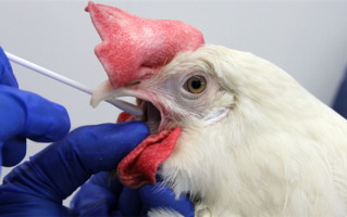 禽流感又起 日本之后：捷克扑杀22万只蛋鸡